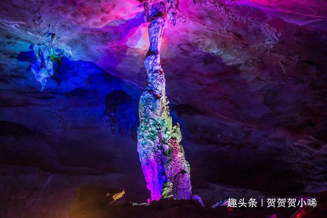 探秘森林中最可怕的动物是什么!?,智慧问答无限